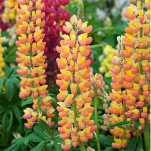 Люпин Pink-Yellow фото