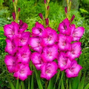 Гладиолус Fairytale Pink (Гигантский цветок) фото