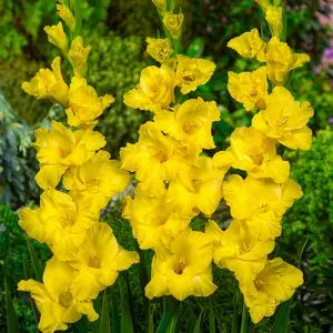 Гладиолус Limoncello фото