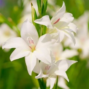 Гладиолус Colvillei Albus фото