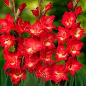 Гладиолус Debussy фото