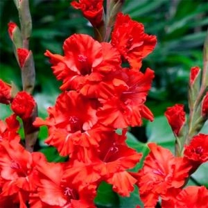 Гладиолус Fire Ruffle фото