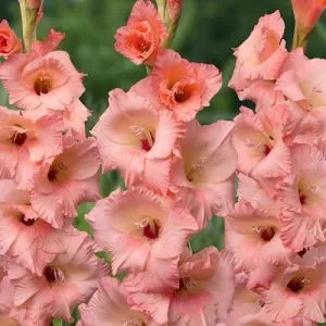 Гладиолус Georgia Peach фото