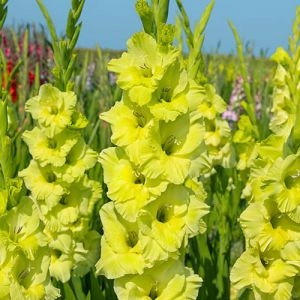Гладиолус Kio фото