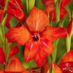 Подарок! Гладиолус Mirella фото