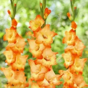 Гладиолус Orange Sun фото