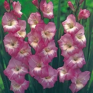 Гладиолус Royal Dutch фото