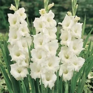 Гладиолус White Prosperity 50 фото