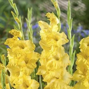 Гладиолус Banana Ruffle фото