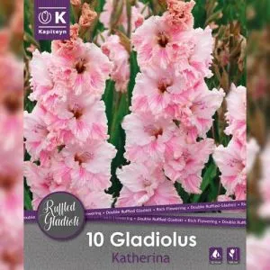 Гладиолус Katherina (Брендовые луковицы KAPITEYN®) фото