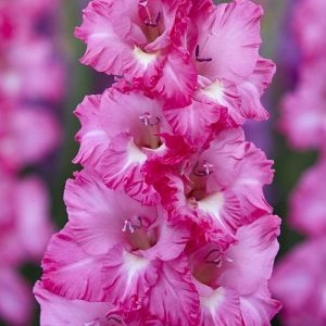 Гладиолус Violet King фото