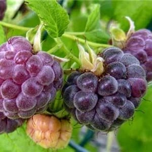 Малина фиолетовая Glencoe Thornless фото