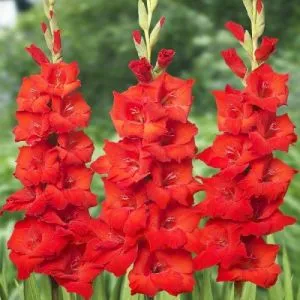 Гладиолус Red фото