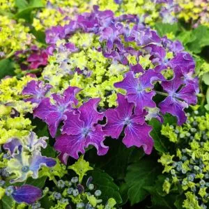 Гортензия Curly Sparkle Blue Purple фото