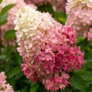Гортензия Fraise Melba фото