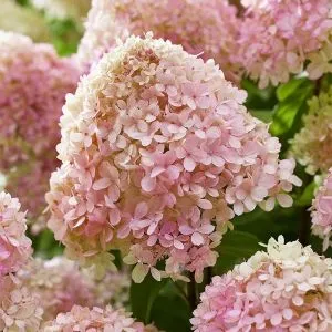Гортензия Little Love фото