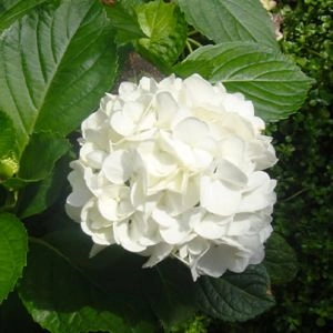 Гортензия Macrophylla Alba фото