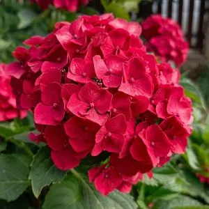 Гортензия Red Sensation фото