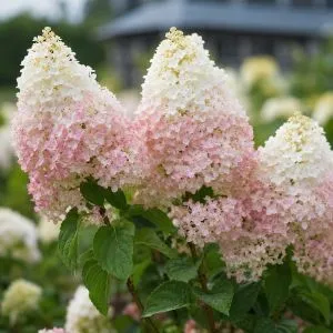 Гортензия Strawberry Blossom фото