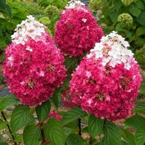 Гортензия Strawberry Blossom фото