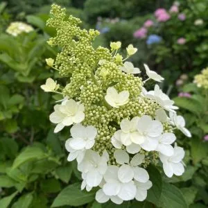 Гортензия White Lady фото