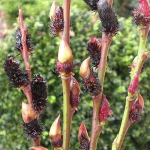 Ива Gracilistyla Melanostachys фото