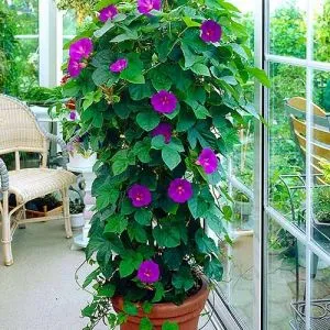 Ипомея Grandiflora  фото