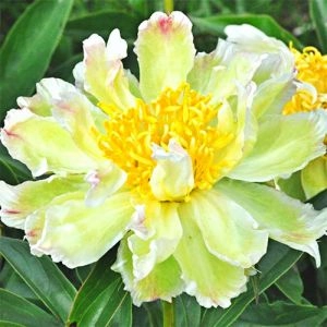 Пион Green Lotus фото