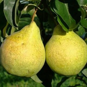 Груша Просто Мария фото