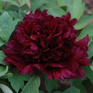Пион Fragrant Champion Guan Qun Fang древовидный фото