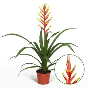 Гузмания Dissitiflora фото