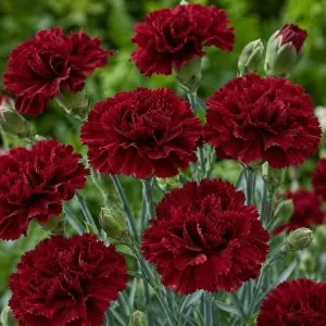 Гвоздика Grenadin Dark Red фото
