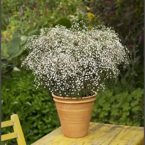 Гипсофилла Chispa Summer Sparkl фото