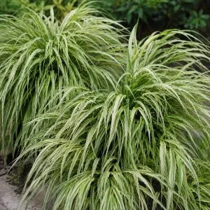 Хаконехлоя Albostriata фото