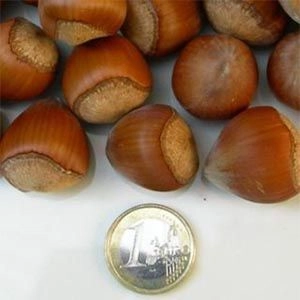 Фундук Emoa фото