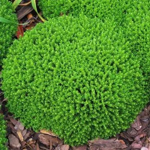 Хебе Green Globe фото