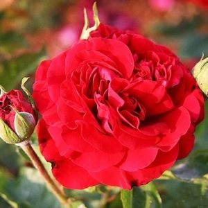 Роза Heirloom Braveheart фото