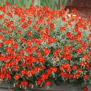 Гелиантемум Henfield Brilliant фото