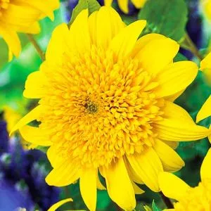 Подсолнечник Happy Day's фото
