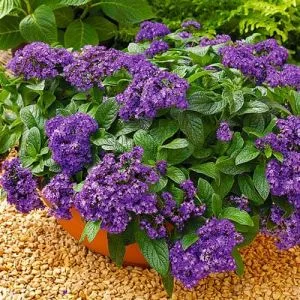 Гелиотроп Scentropia Blue фото