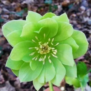 Морозник Orientalis Green Double фото