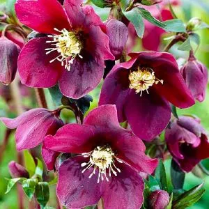 Морозник Red Hybrids (Гигантский цветок) фото