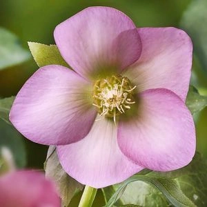 Морозник Prince Pink фото