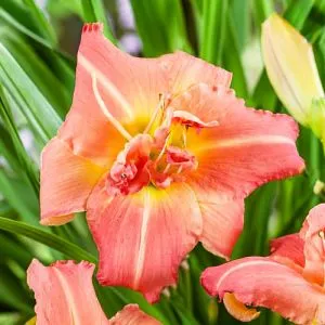 Лилейник Think Pink фото
