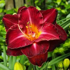 Лилейник Burgundy Love фото