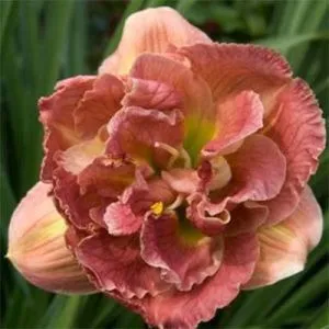 Лилейник Double Pink Peony фото