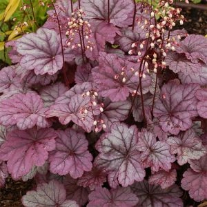 Гейхера Sugar Plum фото