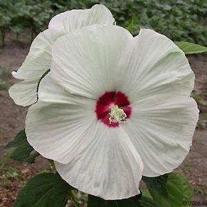 Гибискус садовый Disco Belle White фото