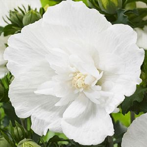 Гибискус сирийский White Chiffon фото