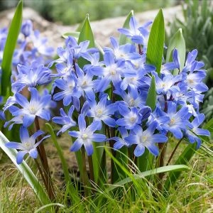Хионодокса Luciliae 5/6 фото